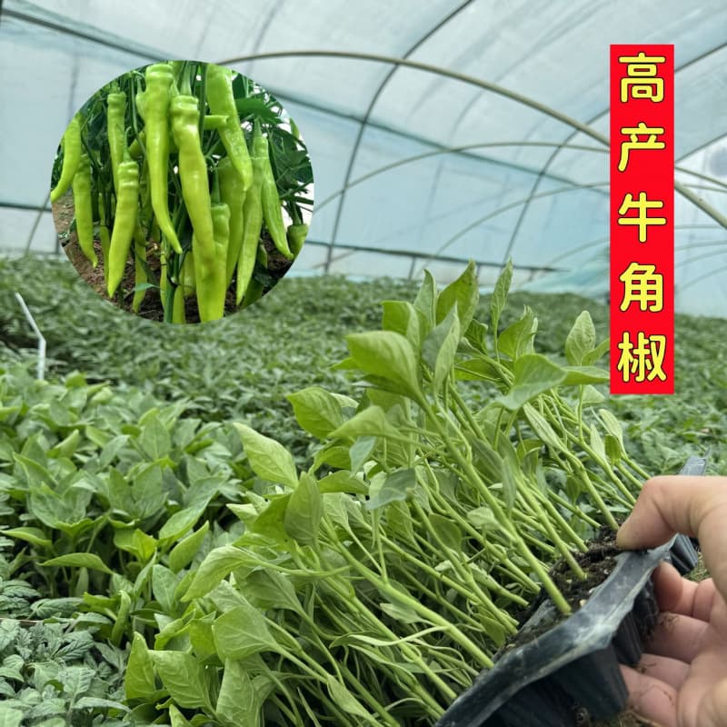 Pepper Seedlings: Thin-skinned Pepper, Screw Pepper, Long Line Pepper, Lantern Pepper, Chili Pepper, Millet Pepper, Sweet Pepper, Four-Season Seedlings for Planting