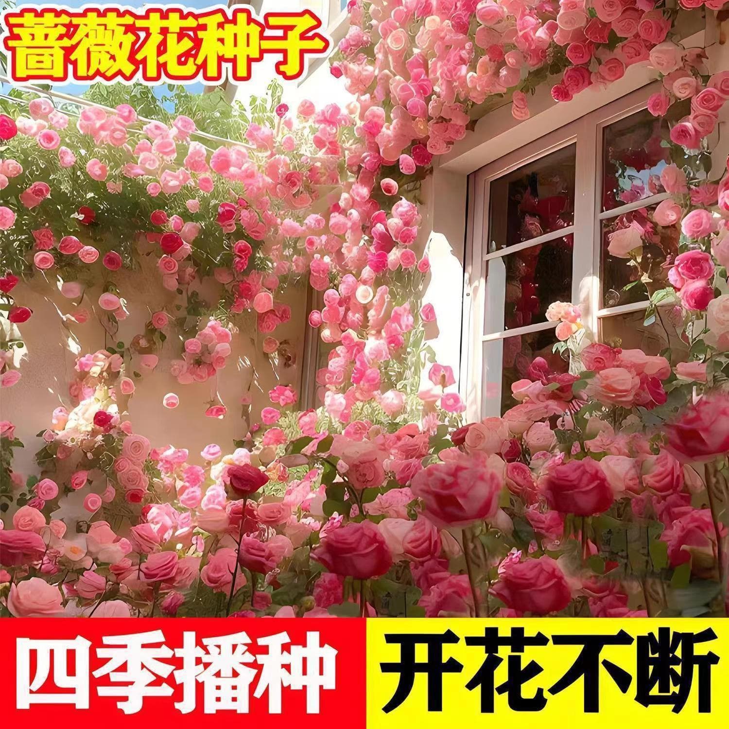 Four-season blooming rose seeds, climbing rose, wall-climbing, garden and indoor potted plant seeds