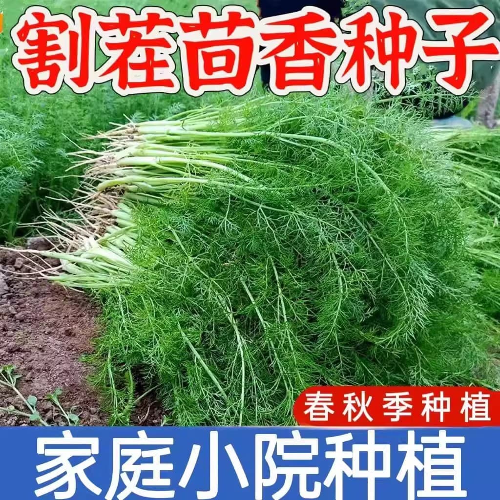 Cut stubble fennel seeds, seedlings, coriander seeds with roots, four-season vegetable seeds, potted seeds, vegetable rapeseeds