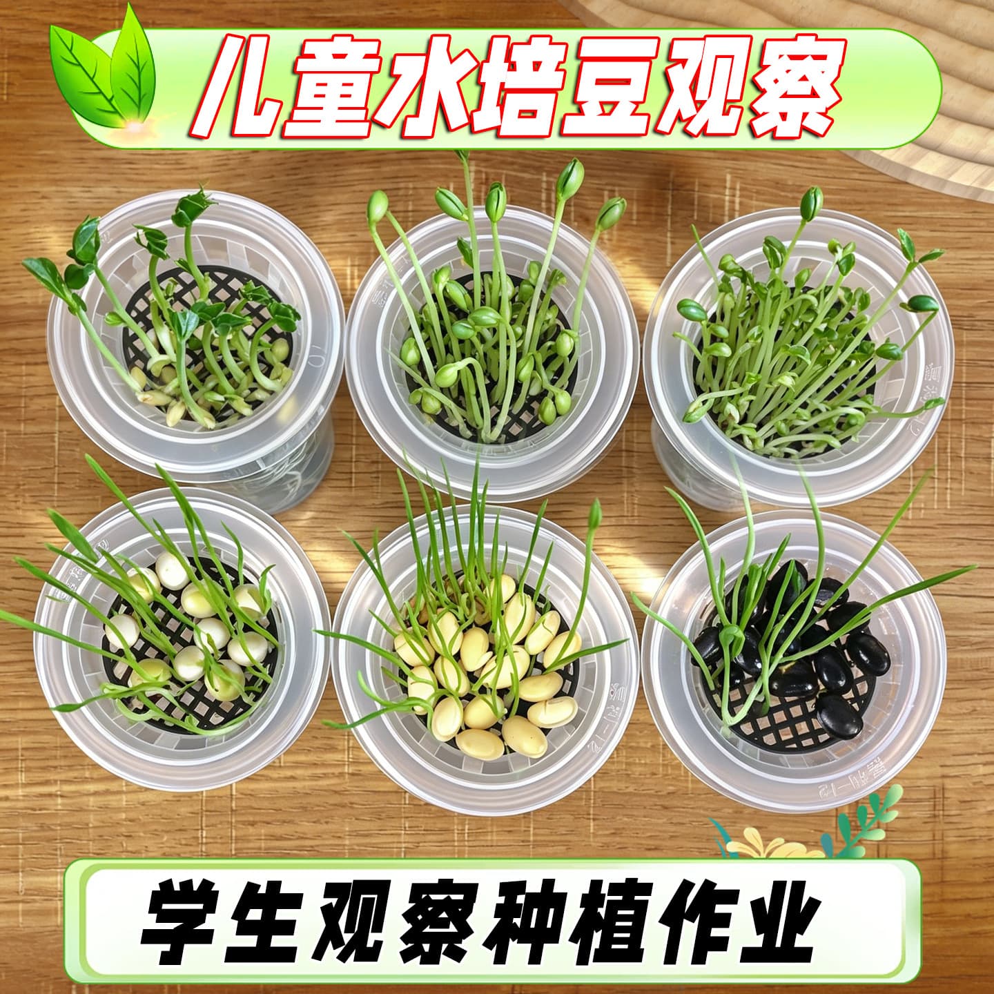 New Children's Water Basin Plant Pot Mini Fun Student Observation Growth Seed Germination Hydroponic Plant Growth