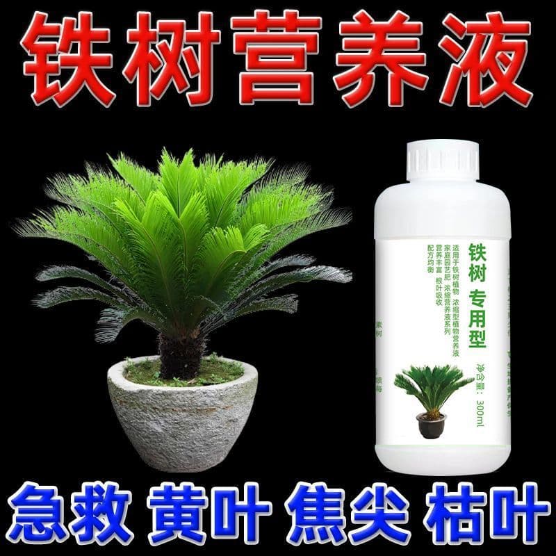 Cycad plant nutrient solution, cycad bonsai fertilizer, special fertilizer for cycad bonsai, special fertilizer to prevent yellowing and drying of leaves.