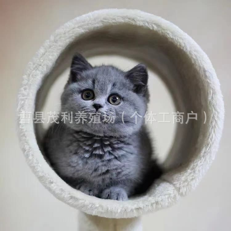 British Shorthair Blue Cat Live Stock Wholesale Pure Blue Fat Cat Live Animals Short-legged Blue Cat Kittens Live Napoleon