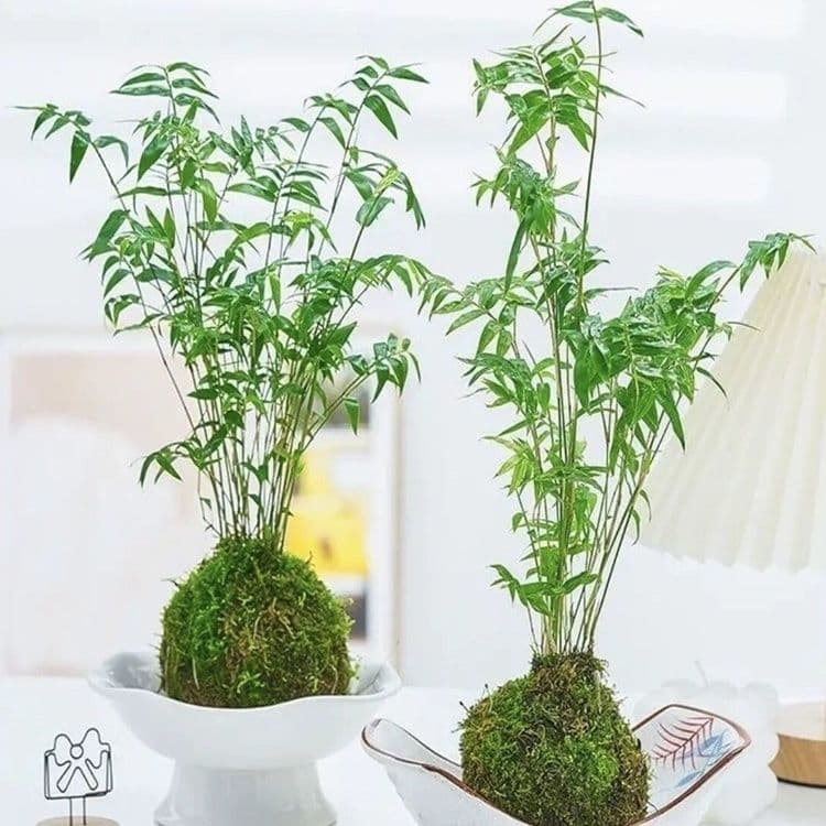 Moss ball plant rice bamboo red Guanyin bamboo Jinming bamboo hydroponic bonsai living room indoor desktop ornamental bamboo potted plant