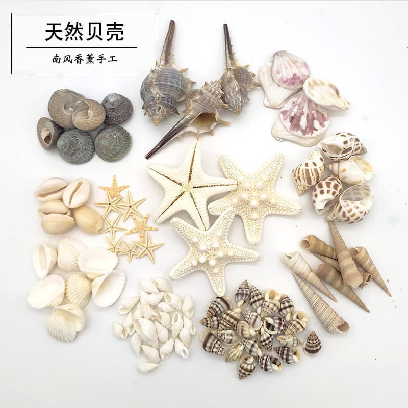 Natural shell conch sea star Sea bottom world decoration material suitable for handmade DIY aromatherapy Jelly Wax Cup wax slices