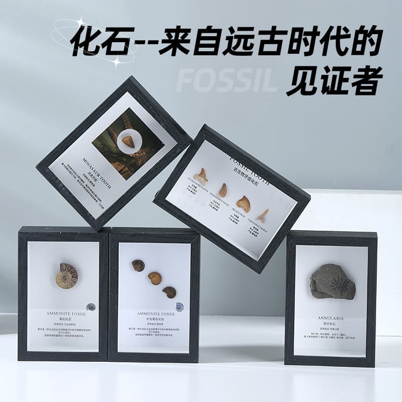 Trilobite Fossil Wolf Fin Fish Tooth Ammonite Fossil Paleontological Specimen Raw Stone Display Stand Science Collection Gift