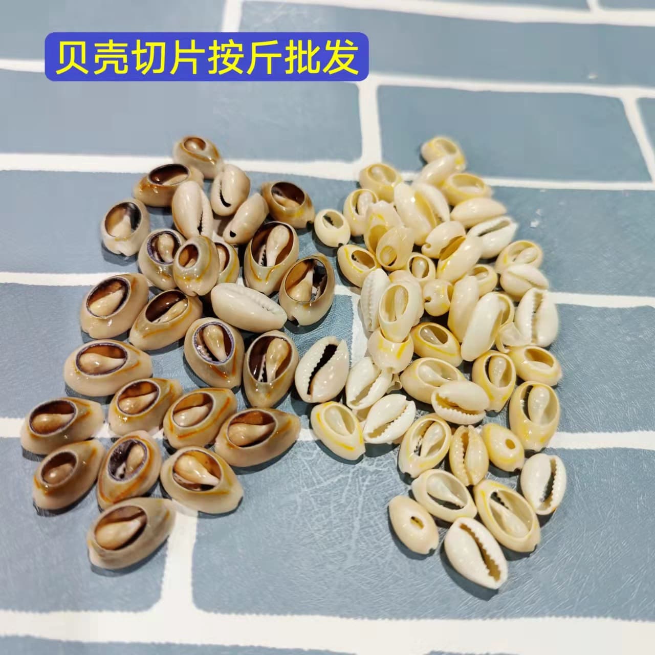 Sliced natural sea snail shells, wholesale by weight, golden-edged scallop slices