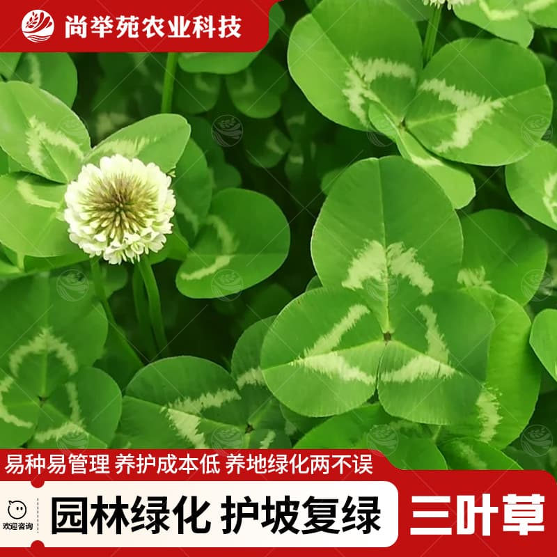 Clover Seeds Red Clover White Clover Grass Seeds Lucky Clover Evergreen Cold-Tolerant Lawn Grass Seeds