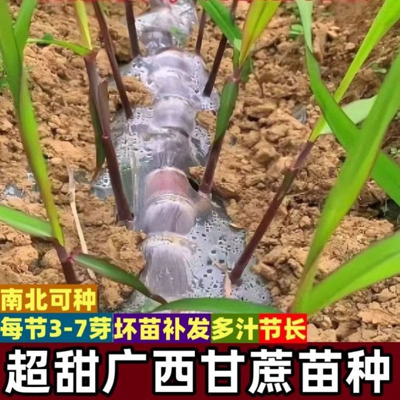 Authentic Guangxi black-skinned sugarcane seedlings, yellow-skinned sugarcane seedlings, high-yield sugarcane seedlings with many buds, sweet, crisp and juicy varieties.