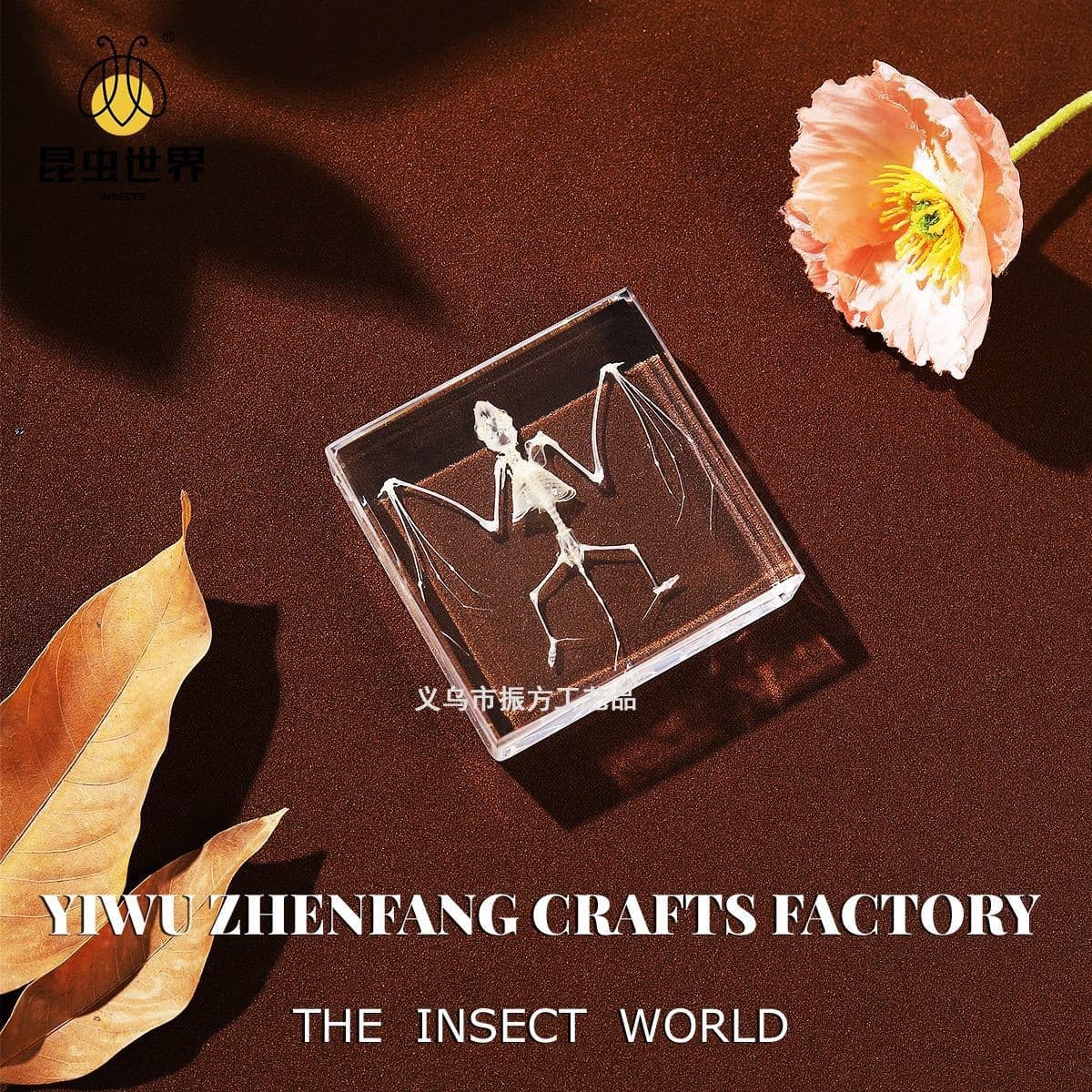 Jingling Craft Real Bat Specimen Animal Skeleton Specimen Biological Science Education Holiday Gift Resin Ornament