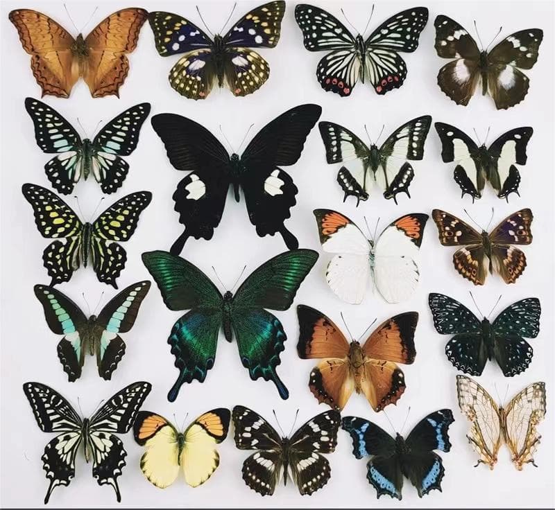 Natural Butterfly Specimen Real Butterfly Insect Specimen Teaching Aid Educational Specimen Spread Wings Variety of Species