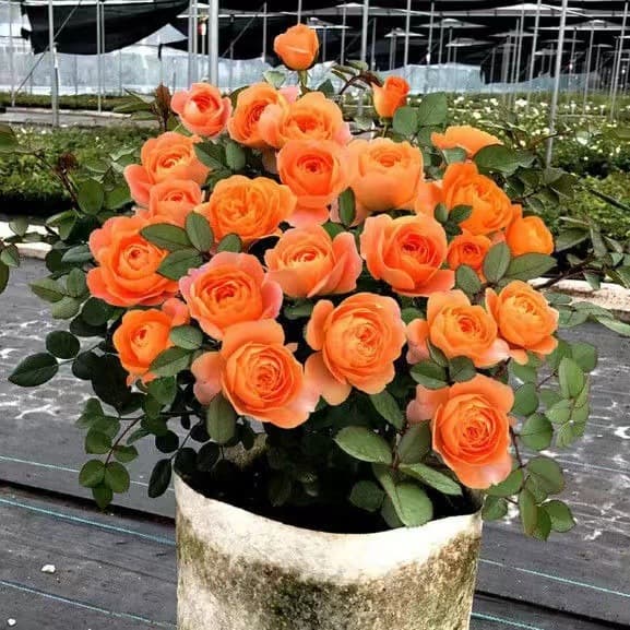 Rose Flower Seedlings with Buds for Garden Juice Balcony, Potted Courtyard Roses with Large Flowers Blooming in All Seasons