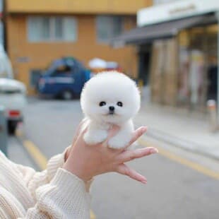 Purebred Pomeranian Puppy Live Dog Small Dog Teacup Pomeranian Shunsuke Small Family Companion Dog Pet Dog Wholesale
