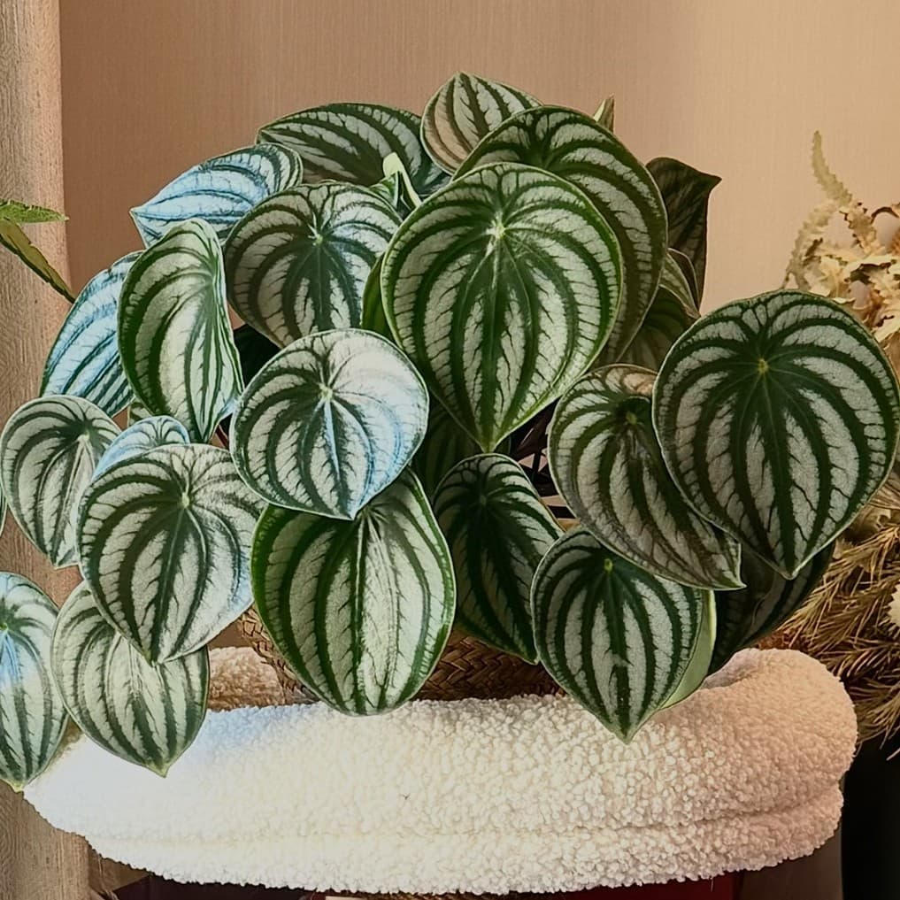 Watermelon Peperomia Potted Plant Watermelon Peperomia Ins Nordic Green Plant Desktop Small Plant Indoor Easy Care Durable