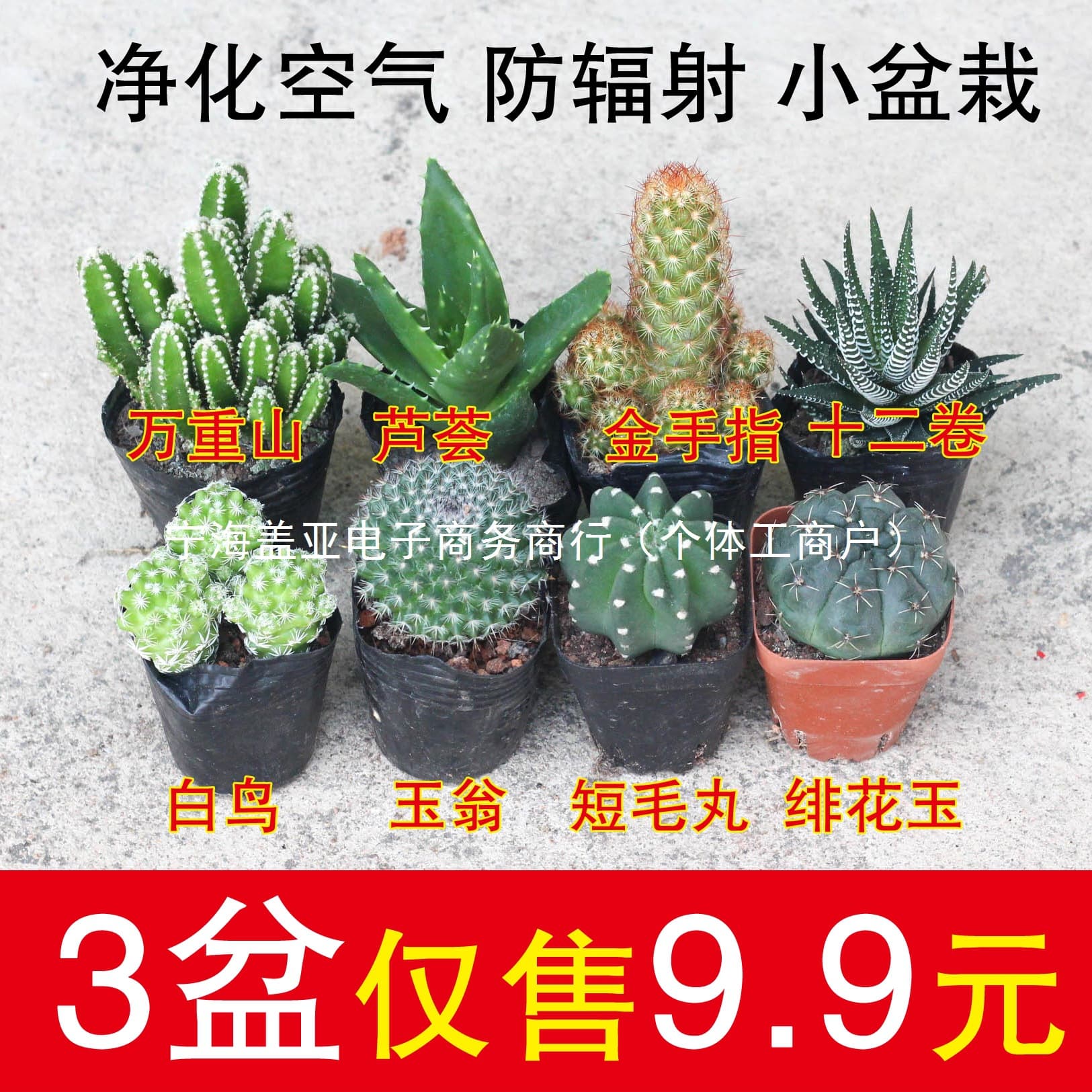 Succulent Cactus Mini Potted Plant Desk Decoration Indoor Cactus Combination Potted Plant
