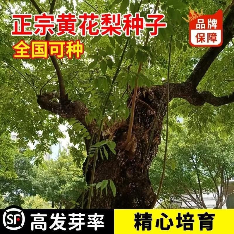 Authentic Hainan Huanghuali Tree Seeds, Huangshan Tree Seeds, Rosewood Fragrant Wood Fragrant Mahogany