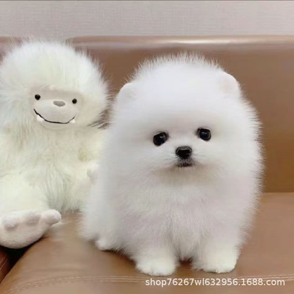 Purebred Teacup Pomeranian Puppy Live Small Toy Dog Pet Dog Live Animal Wholesale Price
