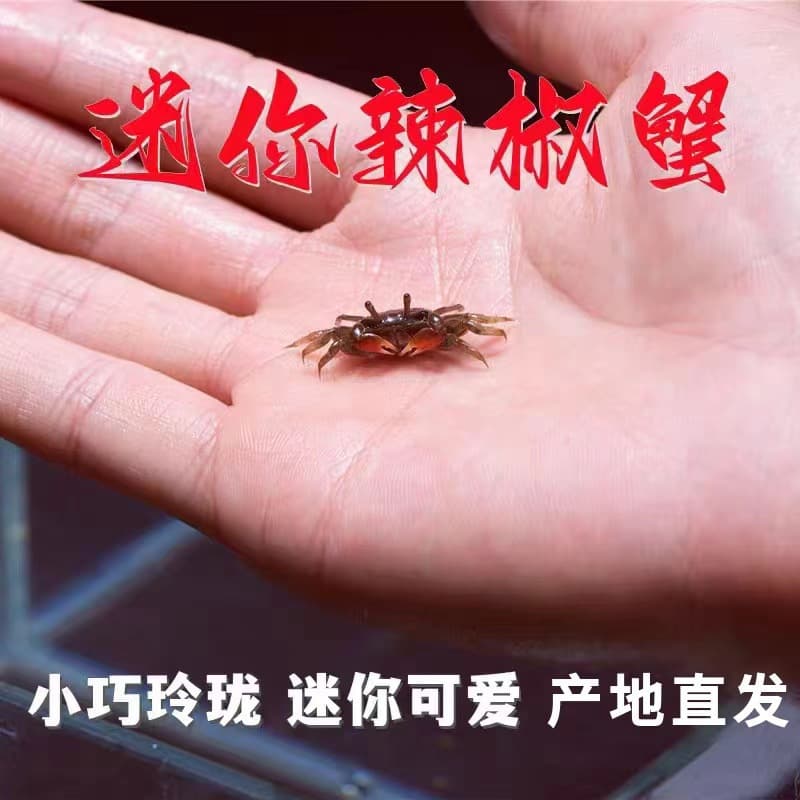 Mini Chili Crab Pet Small Crab Ornamental Crab Wholesale Hand Crab Freshwater Crab Mini Crab Live*