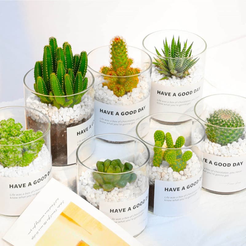 Cactus and succulent office desktop plants, hard to kill, flowering, small potted green plants, Amazon