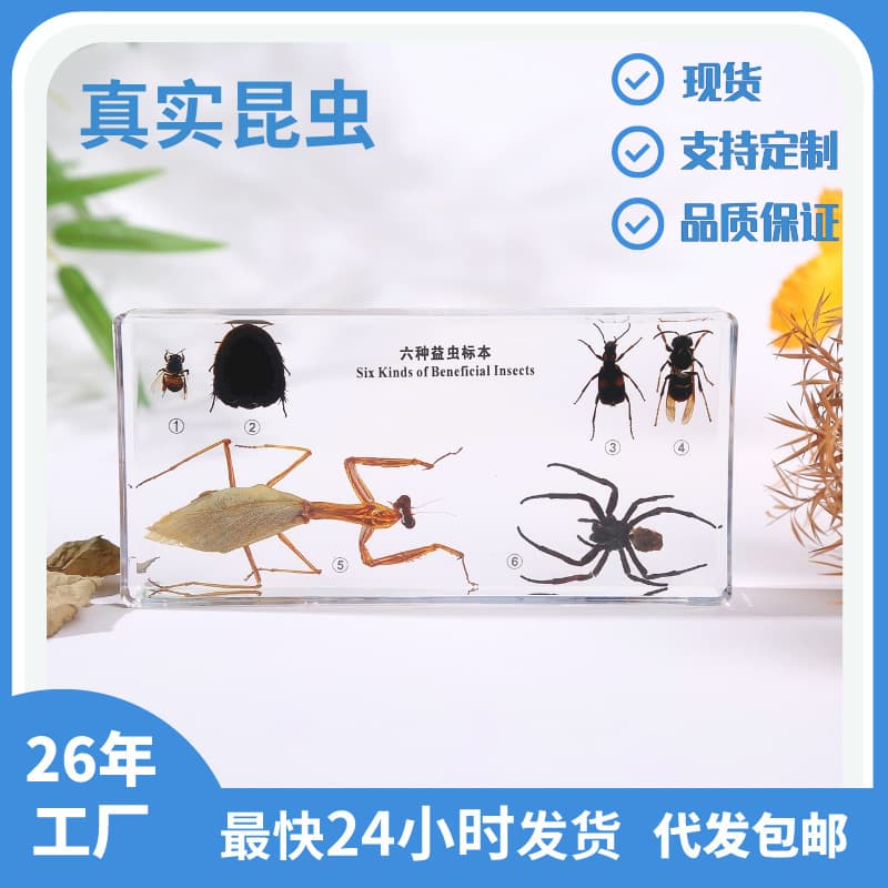 Factory Direct Supply Real Insect Butterfly Specimen Resin Drip Ornaments, Plant Seed Specimens Acrylic Stands for Drop Shipping Cross-Border