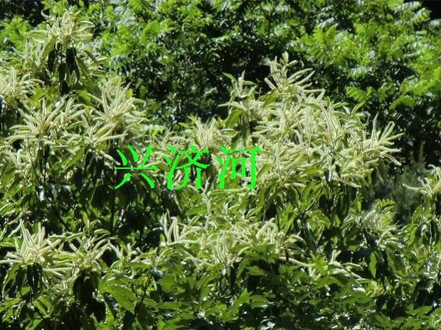 ✅ Wholesale of 20 Chestnut Flower Fire Ropes - mosquito repellent grass, mosquito ropes for fishing and night use to repel mosquitoes.